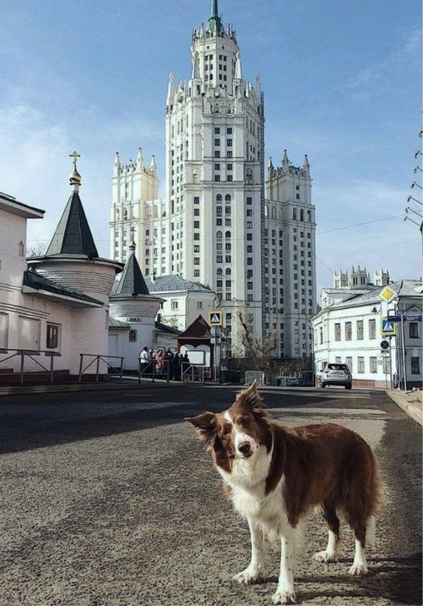 🐶 В Москве открылась выставка, посвящённая собакам  ⏱ До 31 мая можно будет увидеть работы более 20 