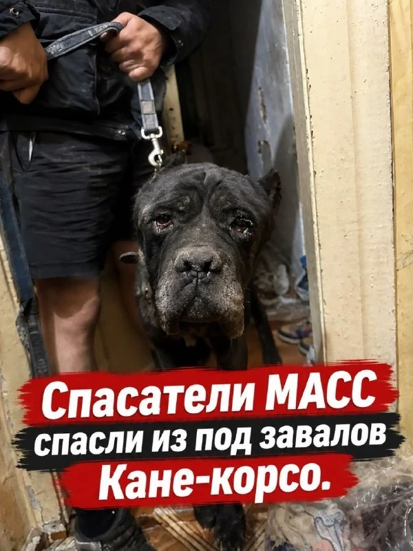 Спасатели МАСС вытащили кане‑корсо из‑под завалов на улице Стрелочной