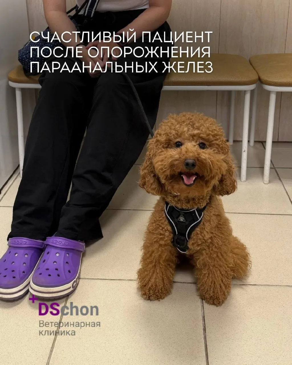 Счастливый пациент после опорожнения параанальных желез 🐶