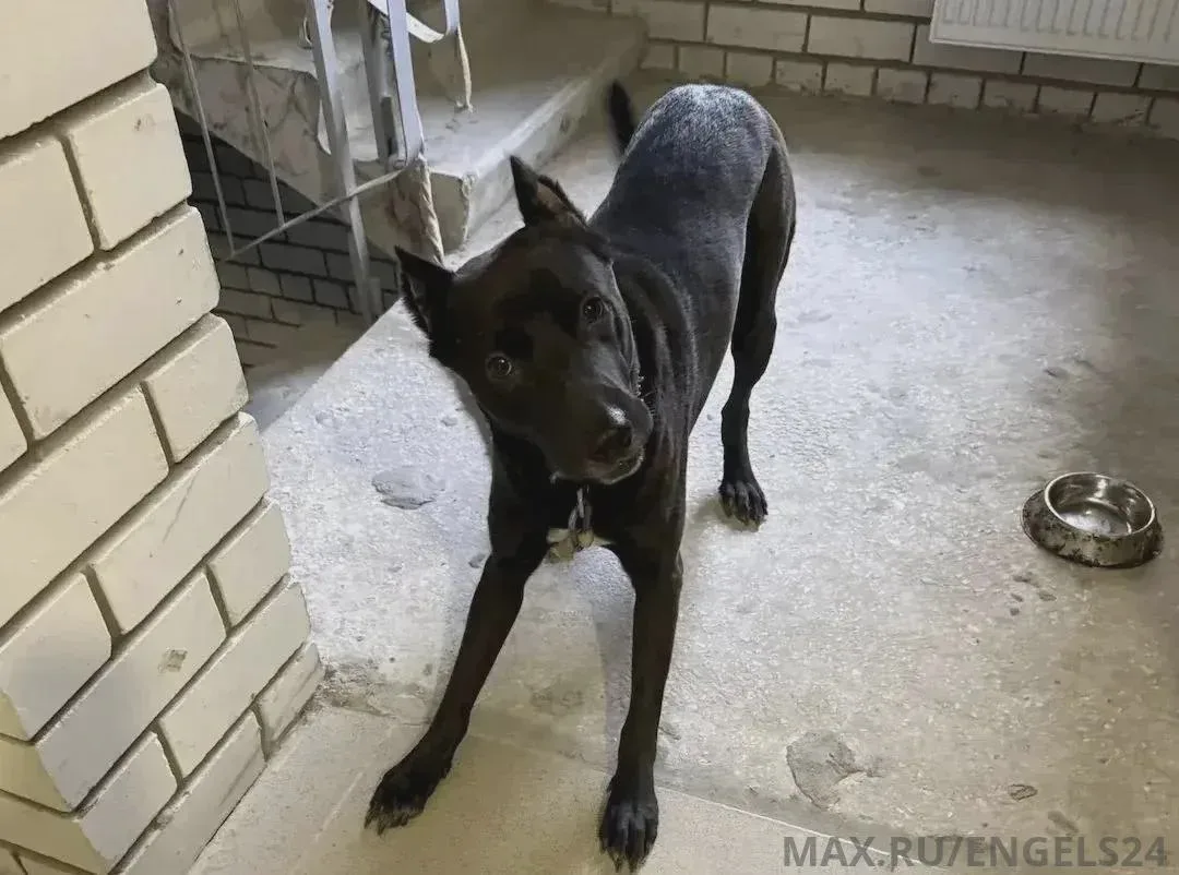 🐶 Пёс Джек из Саратова нашёл новый дом
