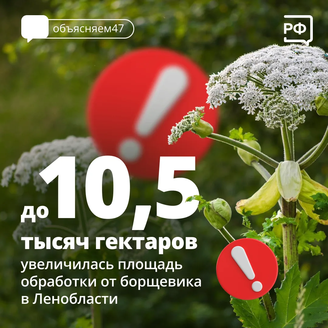 Ленобласть вдвое увеличила площади уничтожения борщевика.