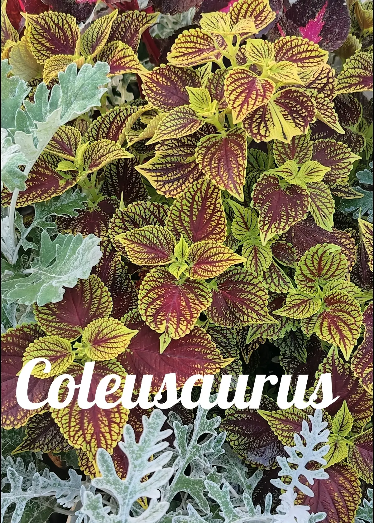 Coleusaurus