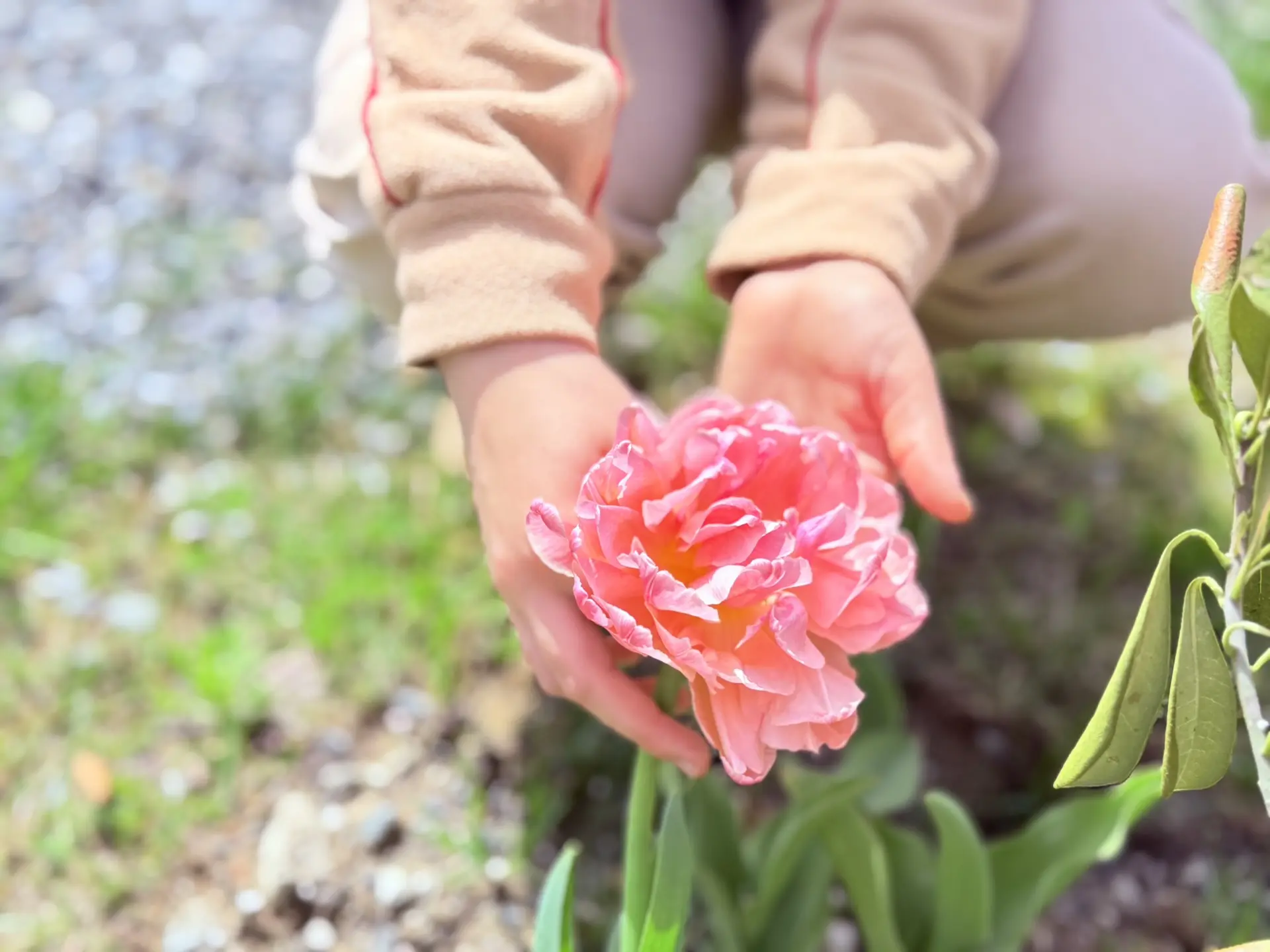 🌷 «Тюльпан Победы»: память, которая расцветает!🌷  Сквер «Живая память» словно зазвучал по-новому…  Т