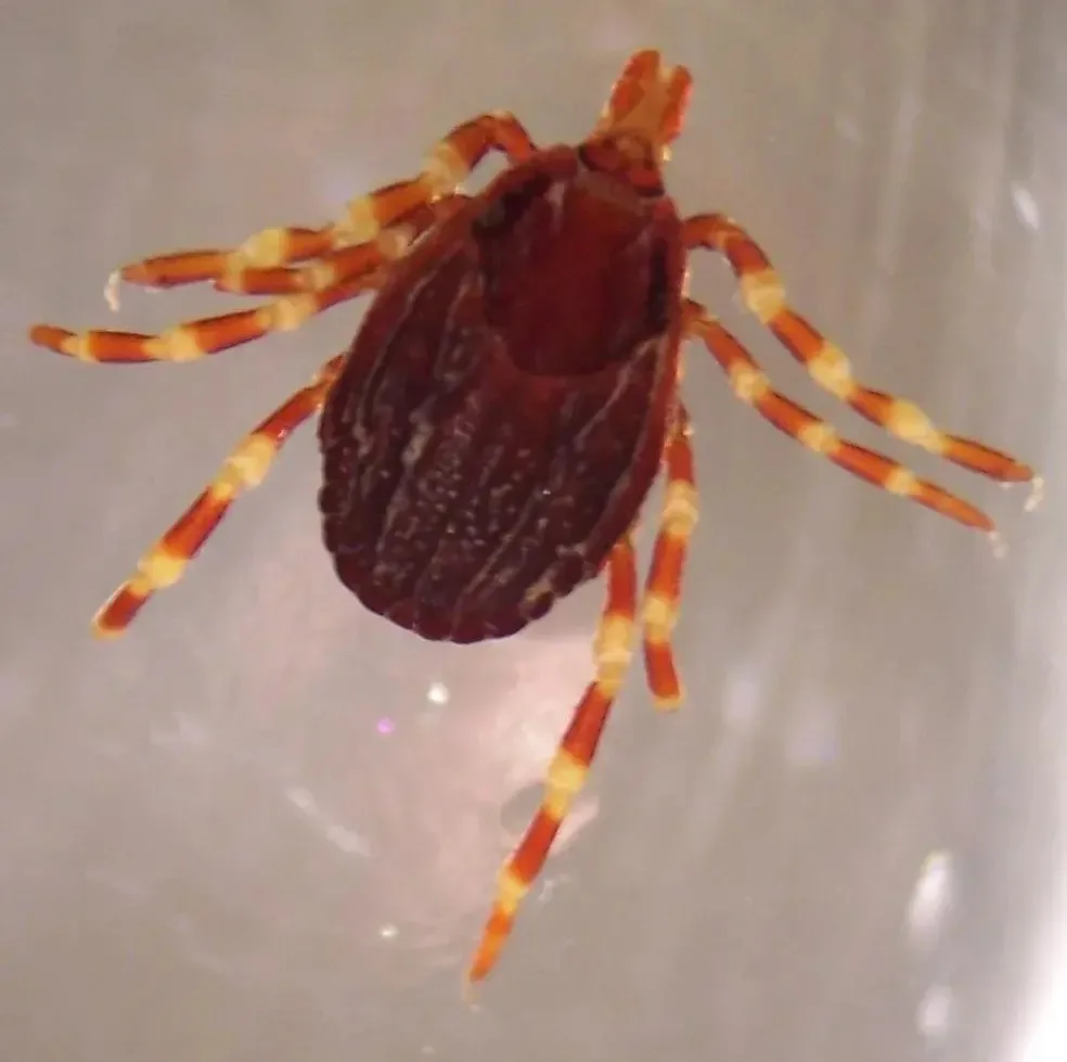 ❗️На юге России активизировались опасные клещи 

Речь о виде Hyalomma marginatum, которых из‑за окра