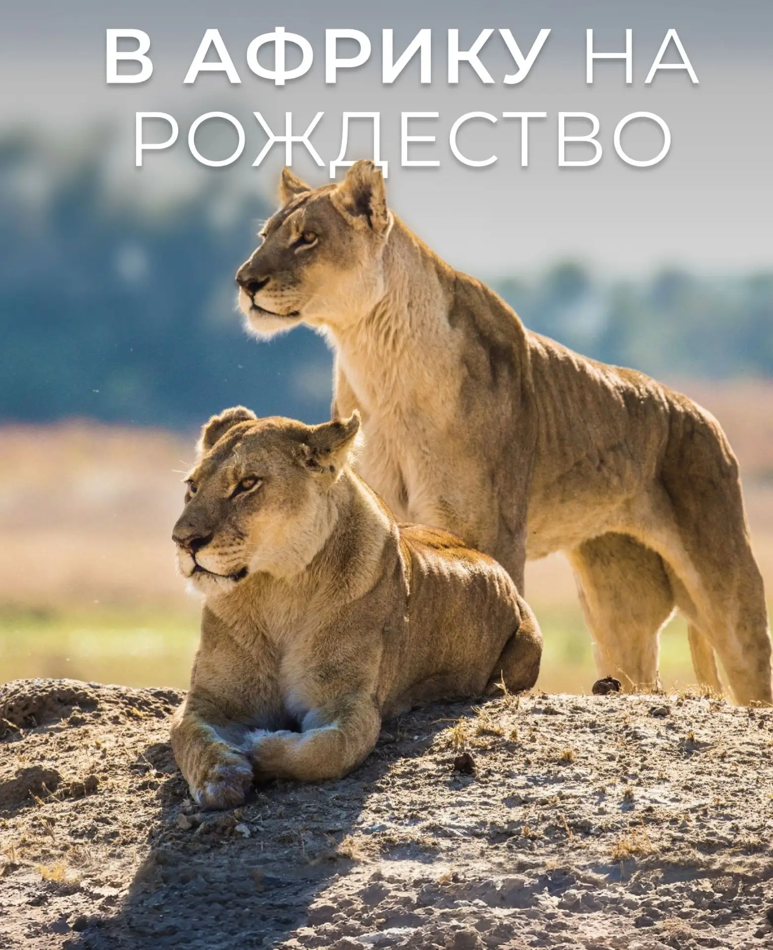 🌍 В Африку на Рождество: Замбези, водопад Виктория, Чобе и Кейптаун