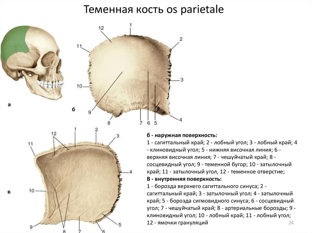 ⭐️ Теменная кость