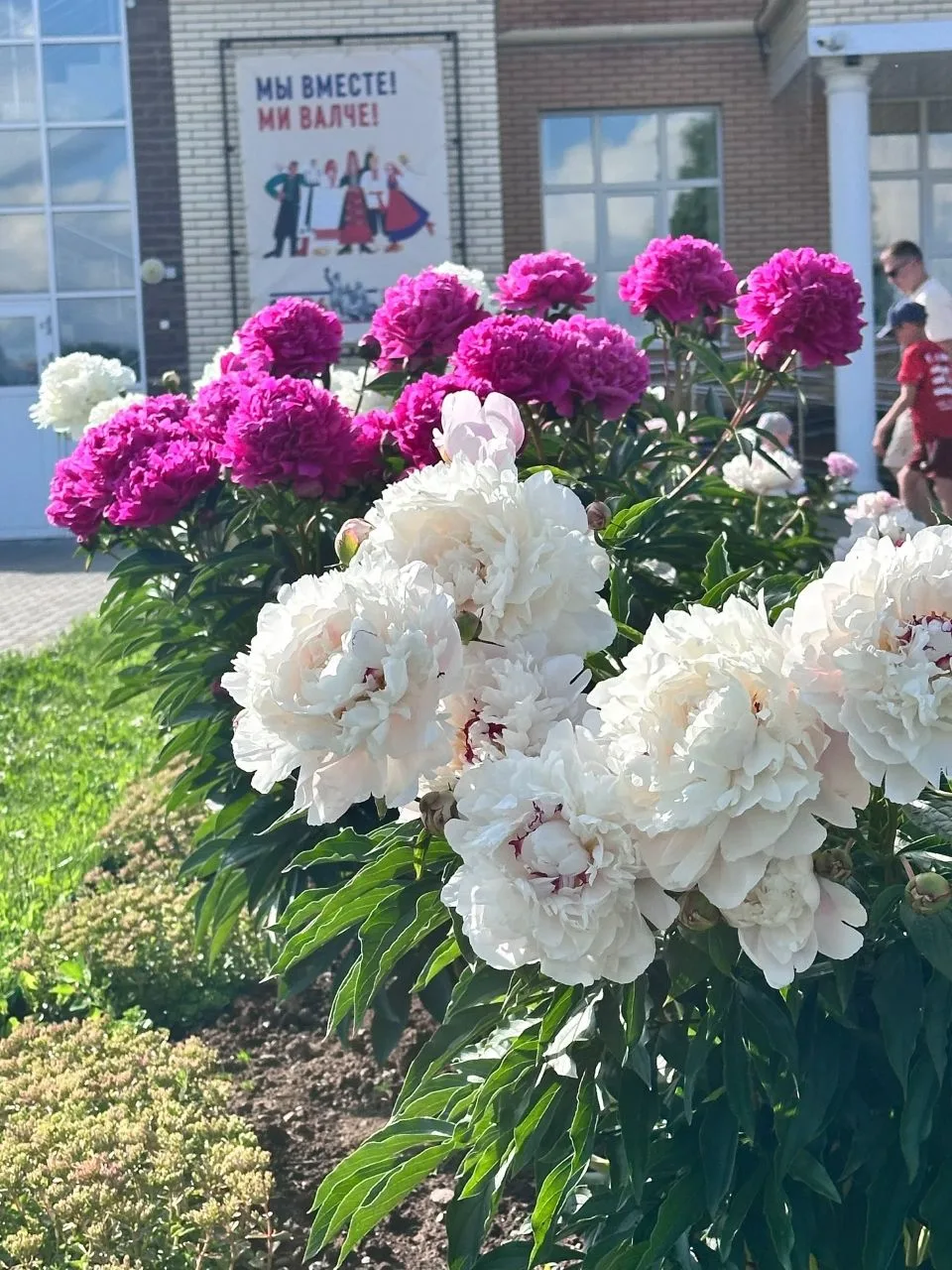 Июнь — время роскошных пионов.

🌷Время, когда возле КДЦ с. Шаркан, стоит потрясающий аромат, а клум