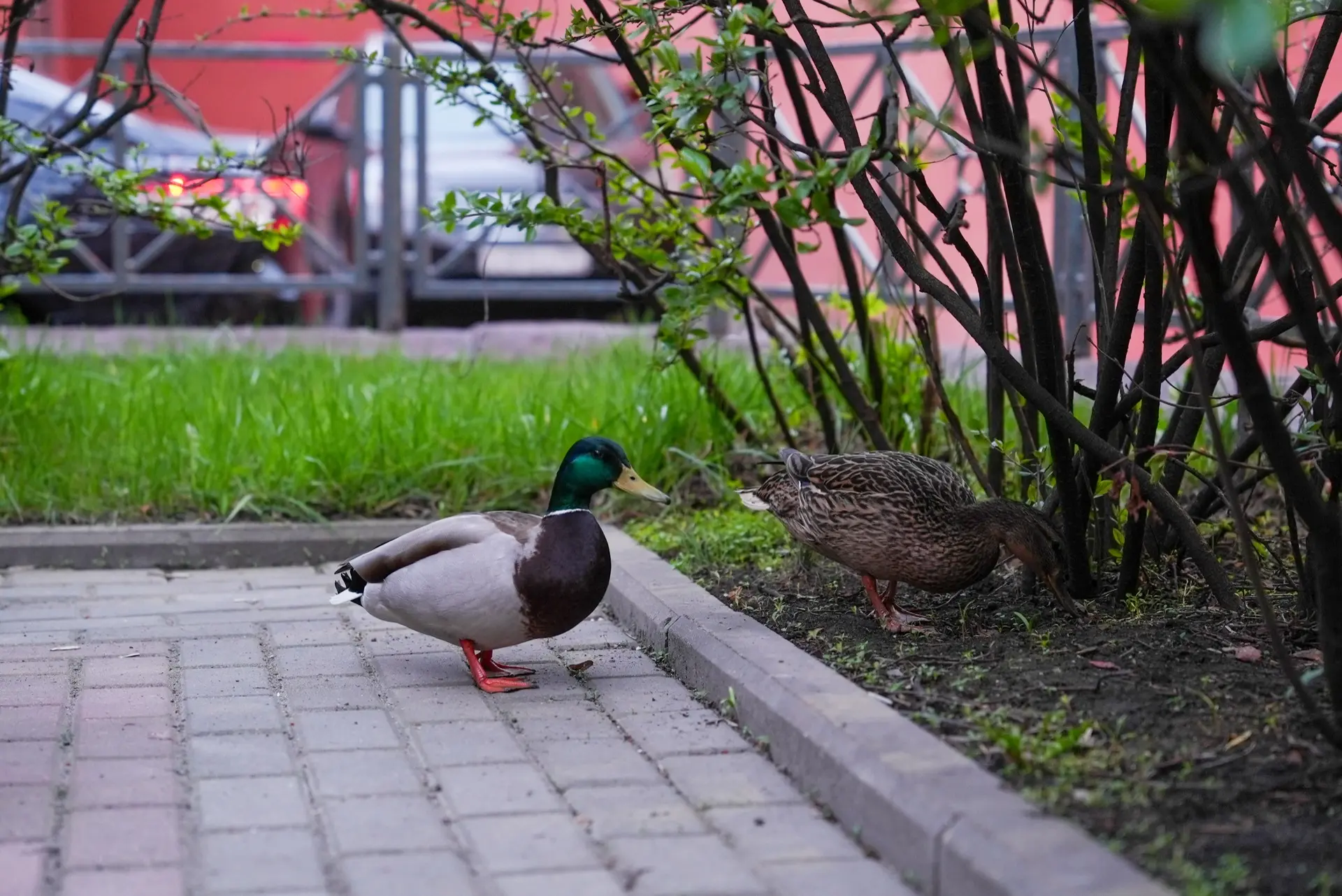 🦆 В МГЮА неожиданные гости!  Этим весенним днем дворик Университета имени О.Е. Кутафина (МГЮА) посет