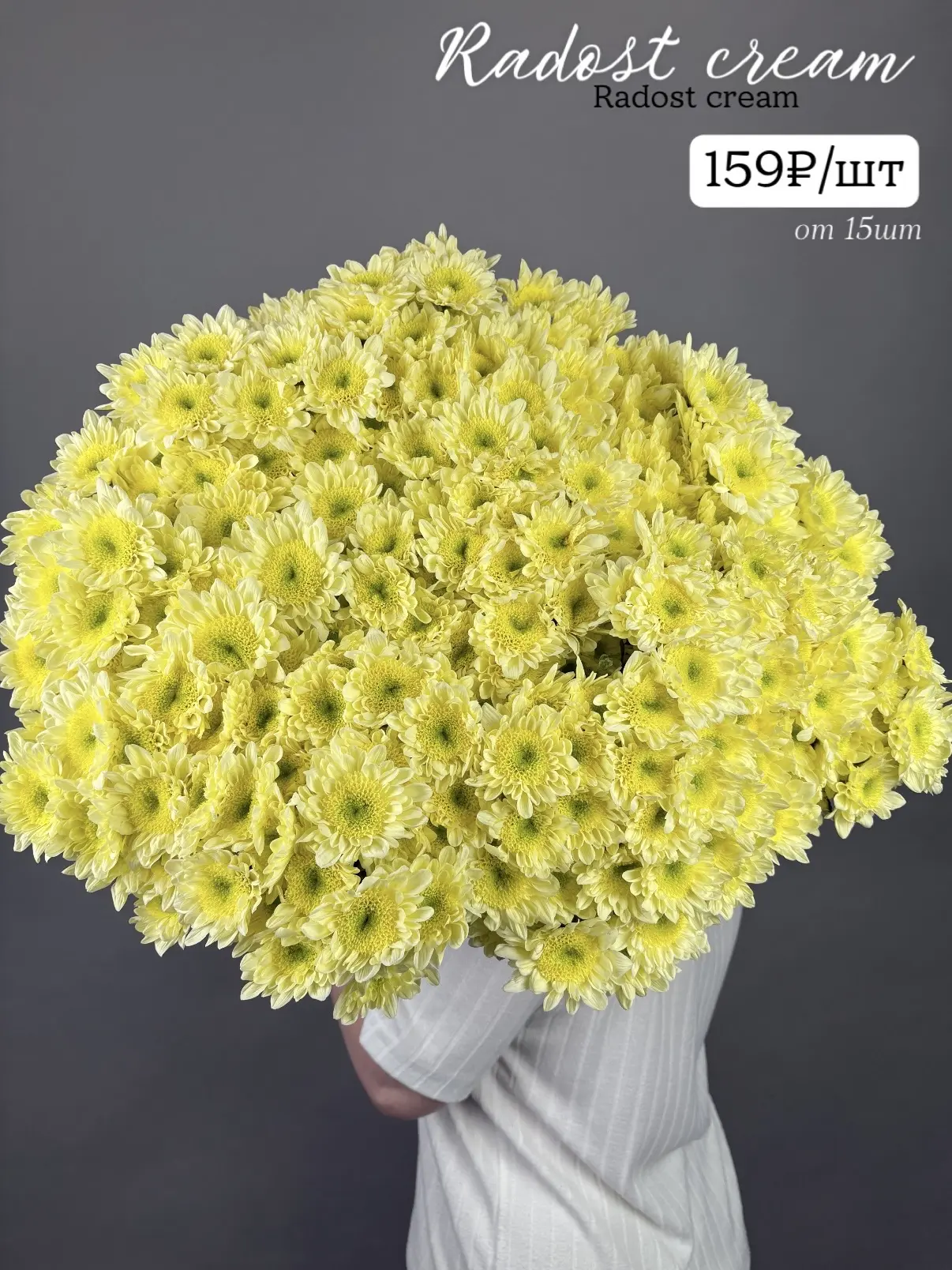 💐Хризантемы от 159₽! Свежее поступление!