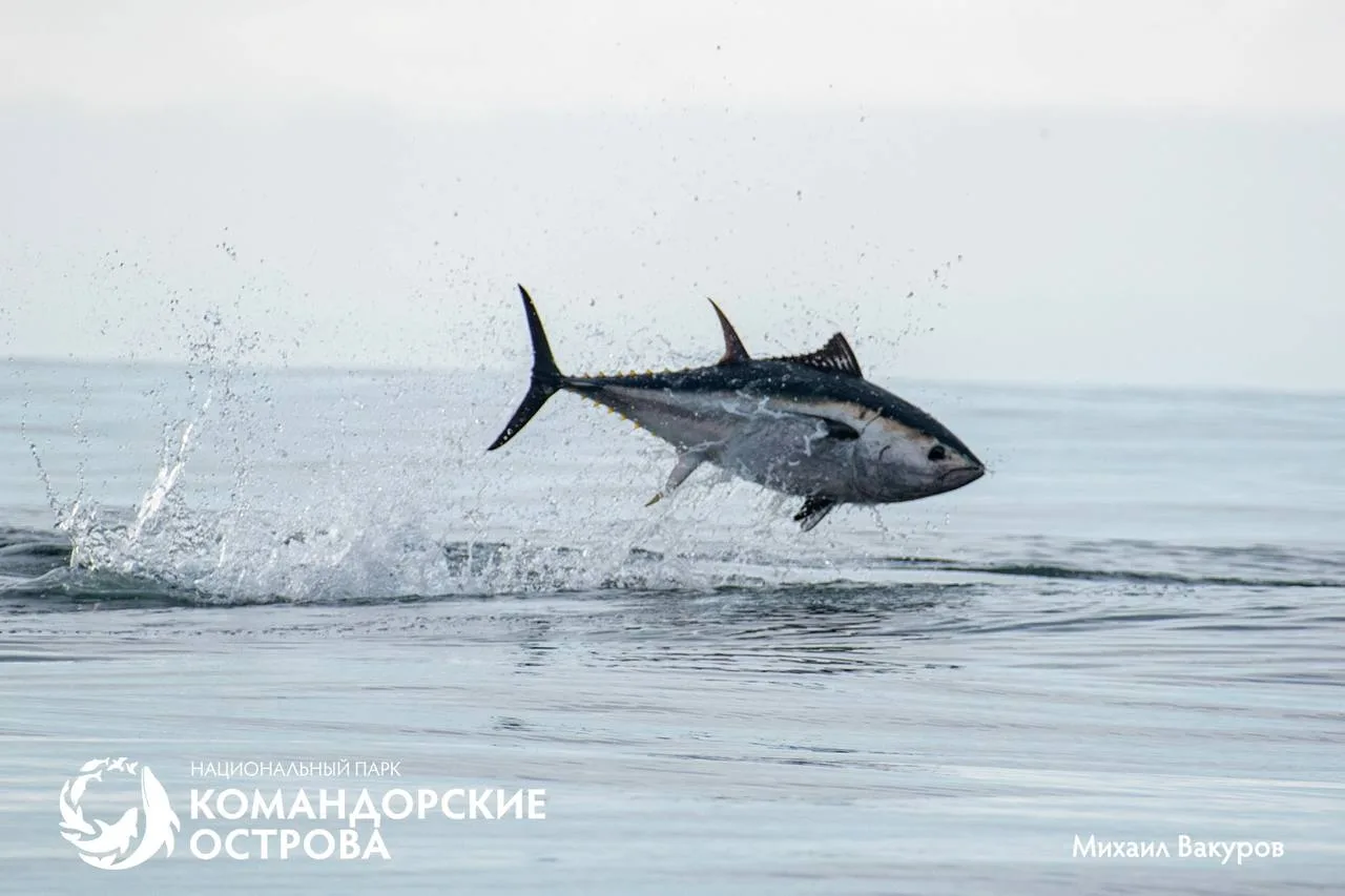 Так выглядит "волк в овечьей шкуре" среди морских обитателей🐟😅
