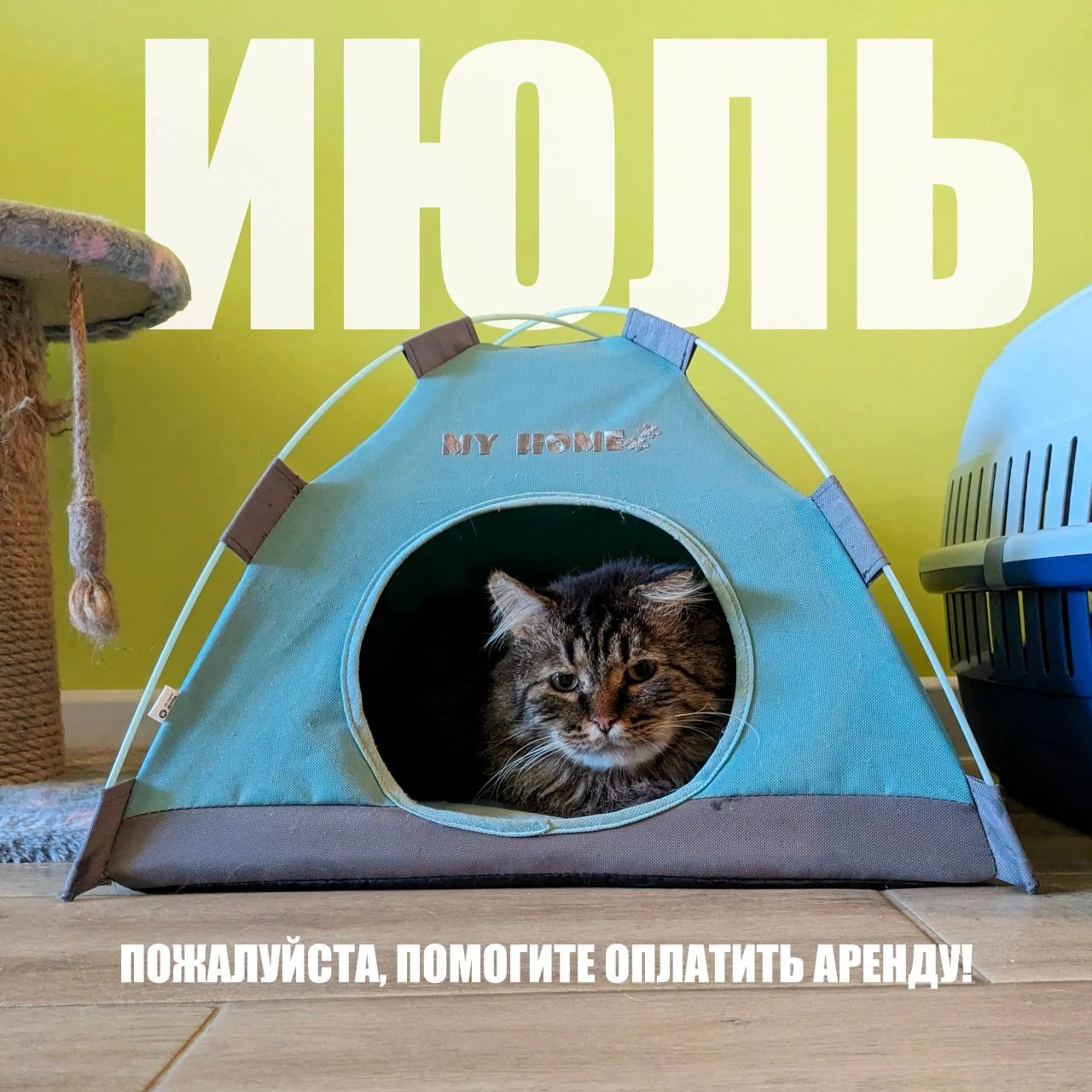 ⚡Сбор на оплату аренды помещения приюта!⚡
