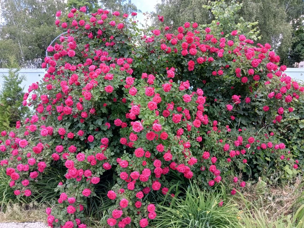 НАШИ КЛУМБЫ

🌹🌺Сегодня мы приглашаем вас полюбоваться красотой цветочных клумб на территории нашей