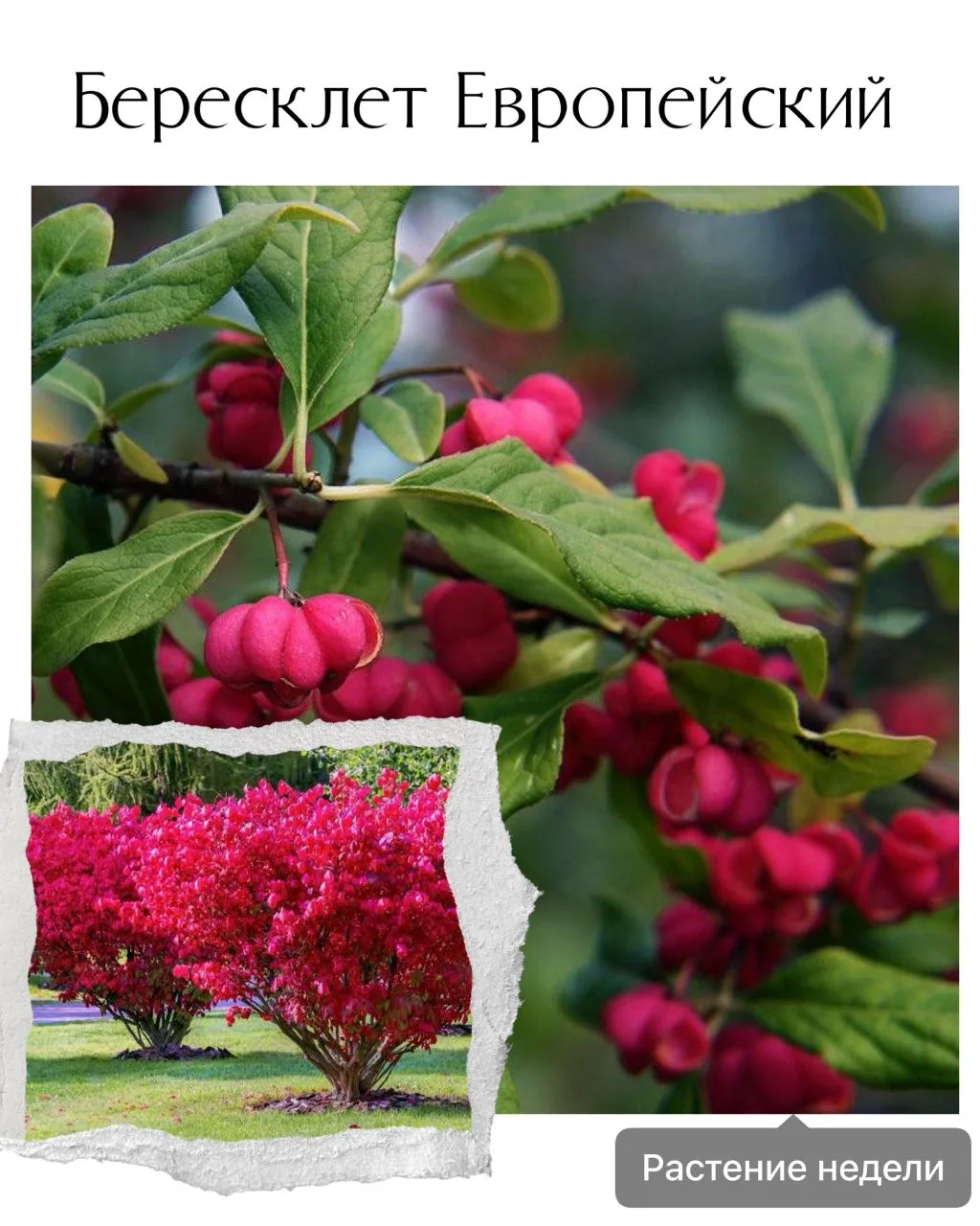 🌿 Растение недели: Бересклет европейский