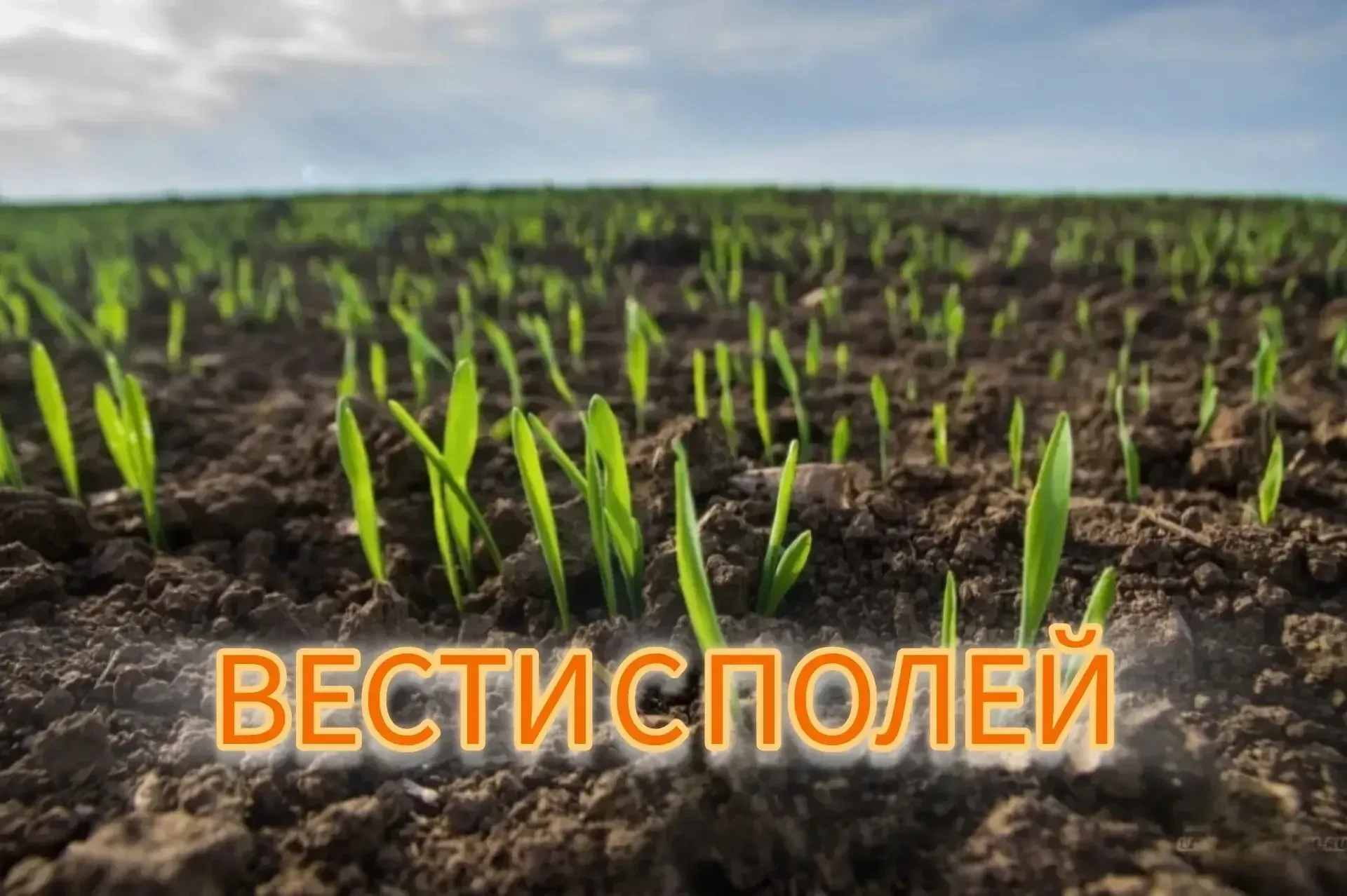 Вести с полей: Посевная кампания 2026 года в ЛНР завершена с превышением плановых показателей

Сельс