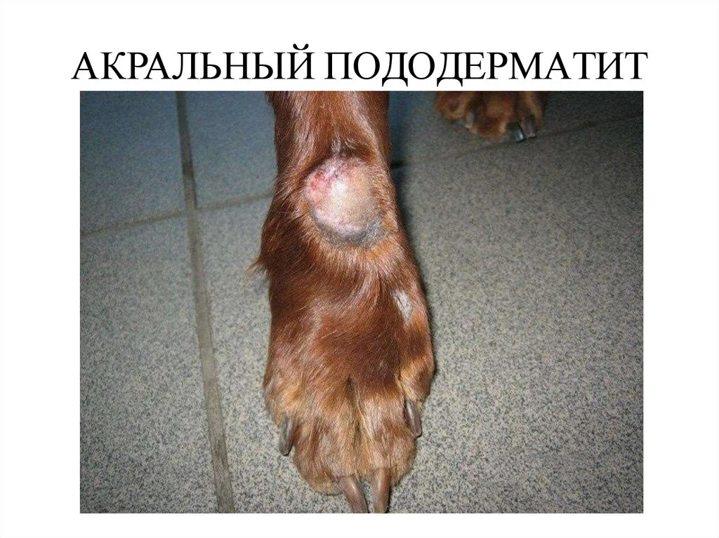 Акральный дерматит – кожное заболевание, вызванное длительным вылизыванием конечностей ...
