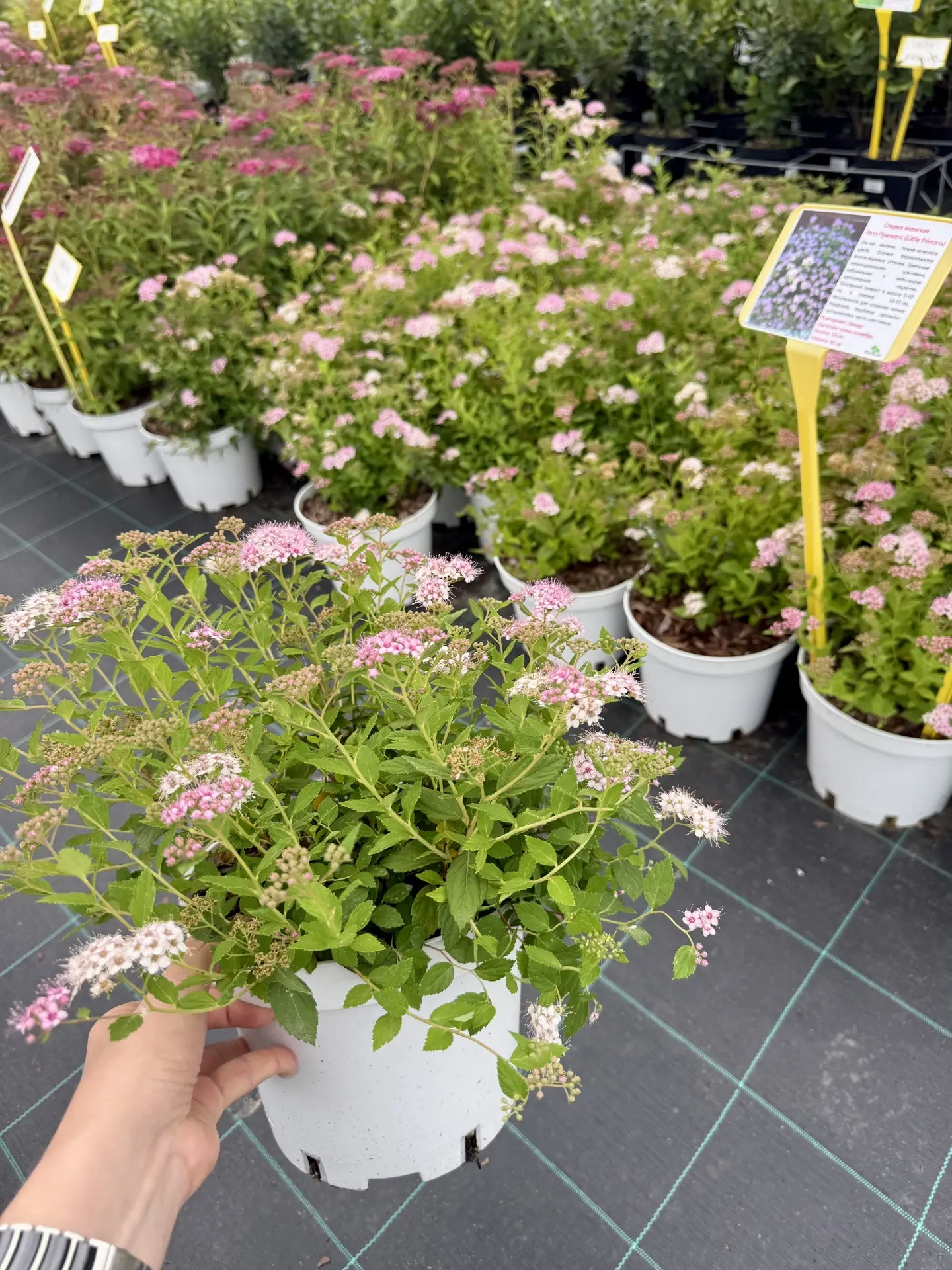 Цвет в саду - цветет и на нашей торговой площадке спирея японская 🌸 В ассортименте бол...