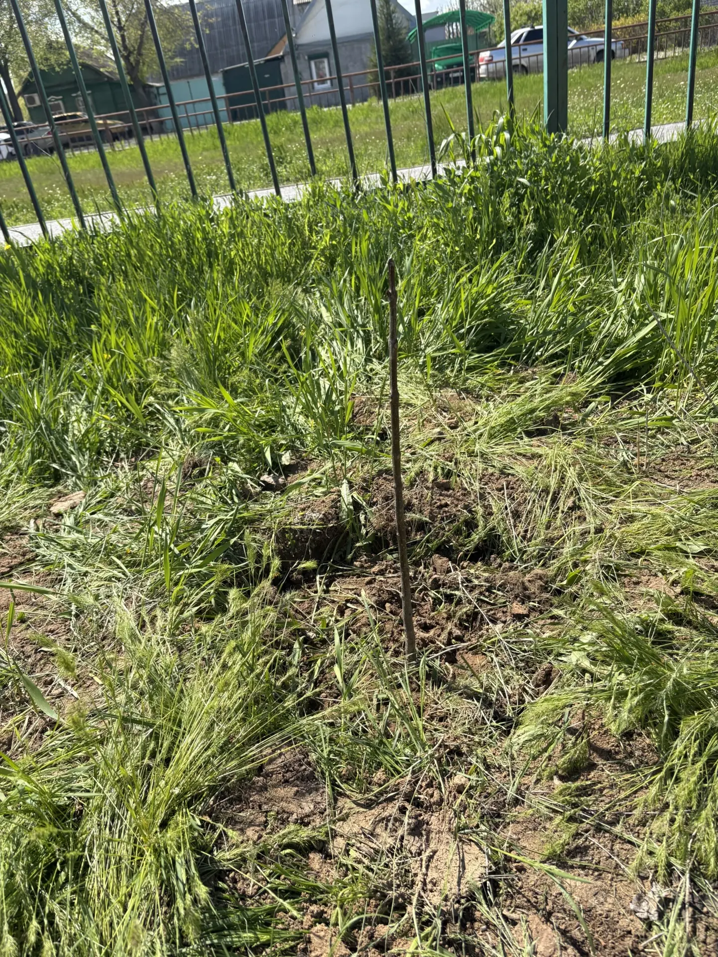 🌳Зеленый школьный двор: обновление нашего общего пространства🌳  💫Наш школьный двор стал заметно зеле