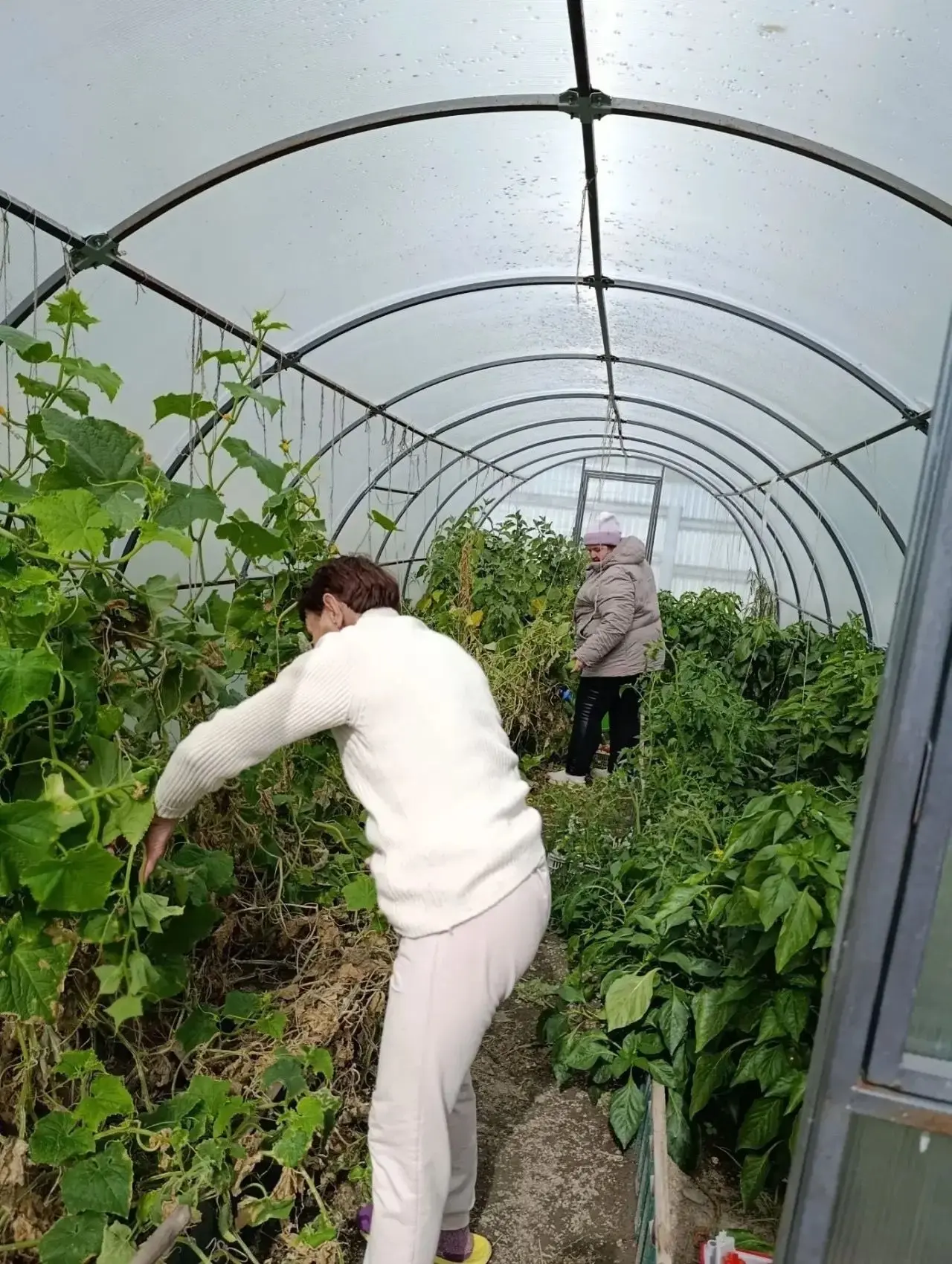 Подготавливаем теплицы к следующему посадочному сезону.