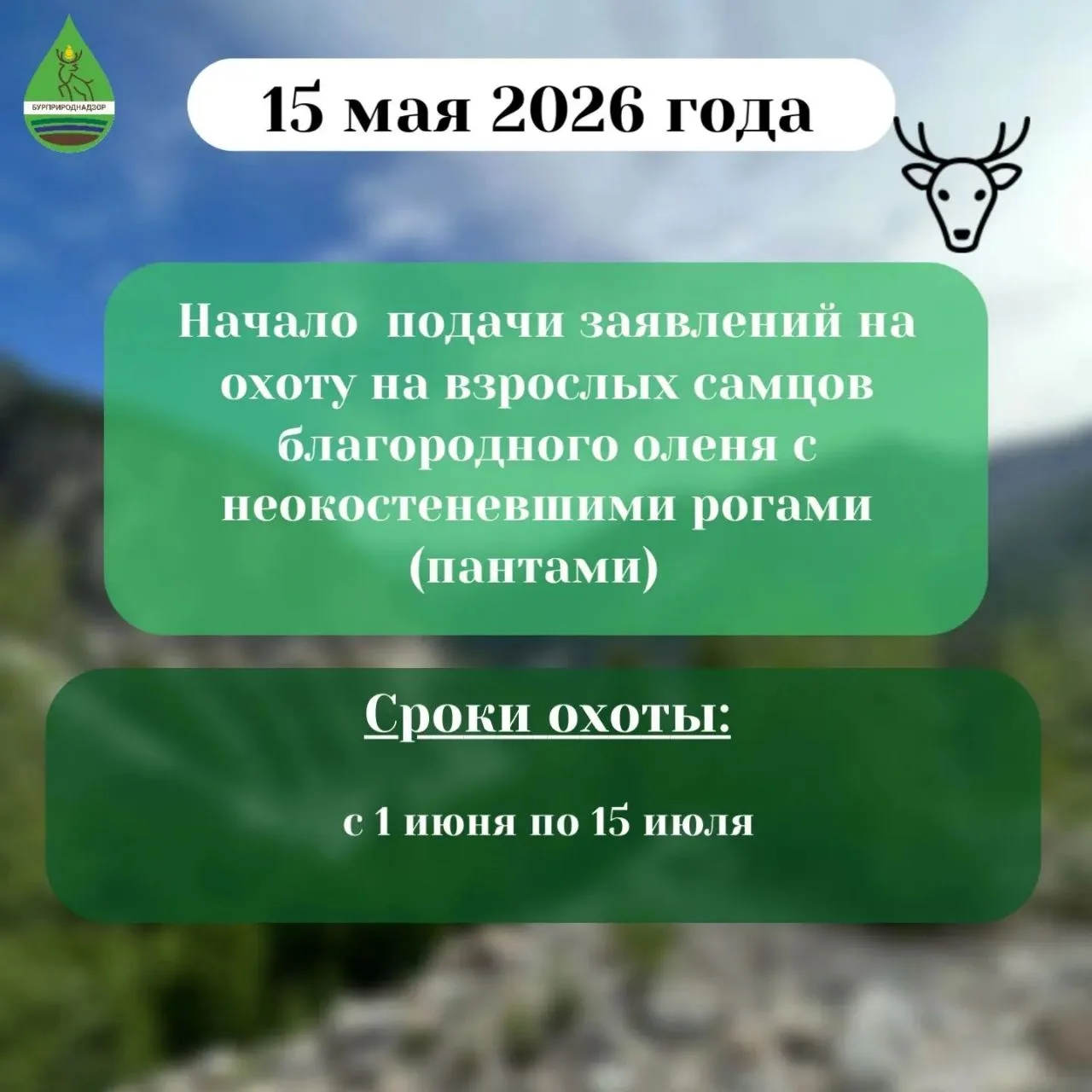 📣Выдача разрешений на охоту  С 15 мая с 8:30 утра  ⬇️ на добычу  — взрослых самцов  благородного оле