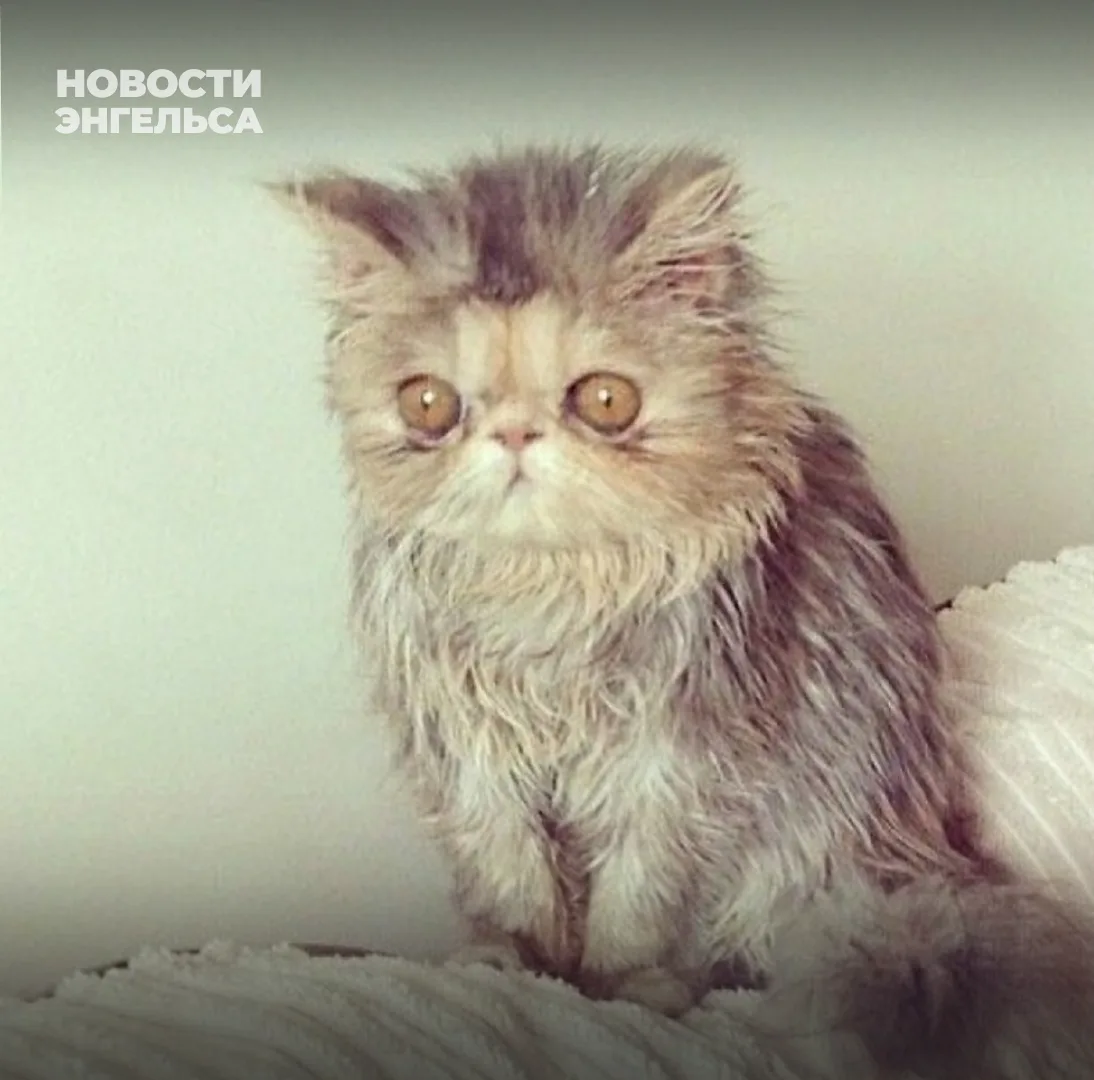 😴 Жители Энгельса и Саратова после тревожной и практически бессонной ночи…