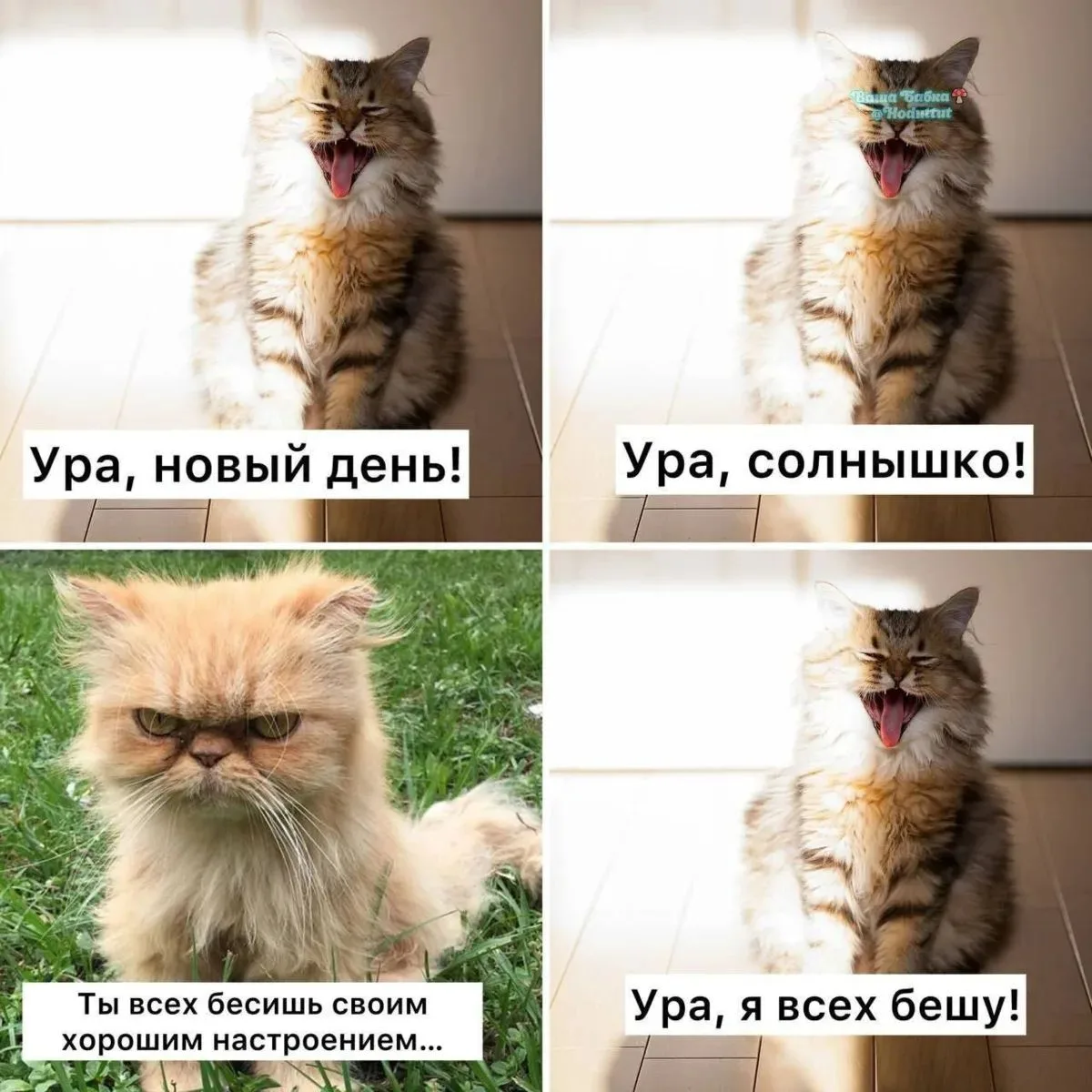 Доброе утро
