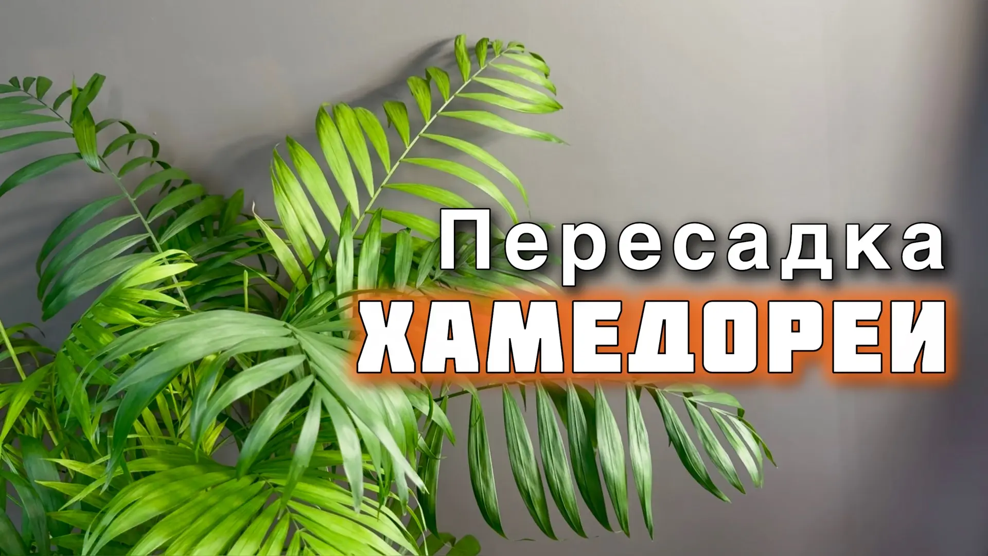 Новое видео! Для моих дорогих спонсоров🤗