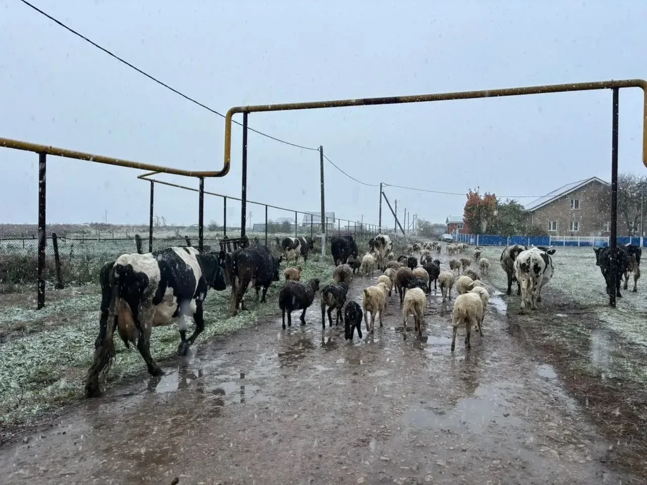 Бүген шулайрак көтүдә 🐄🐏🐂