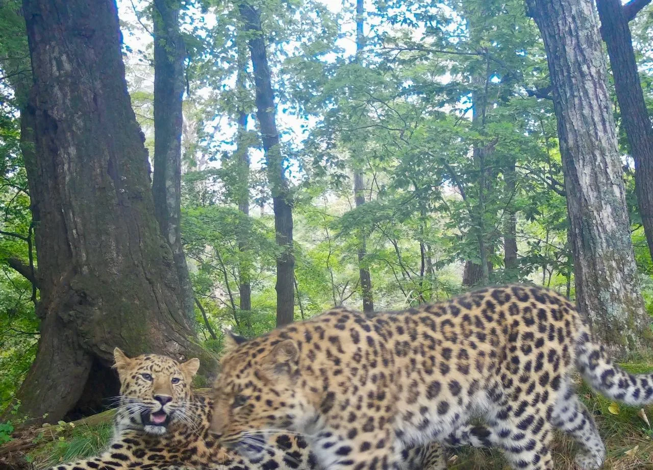 🐆🤭 Леопардовая семья в кадре: «когда мама снова зашла в комнату без спроса»