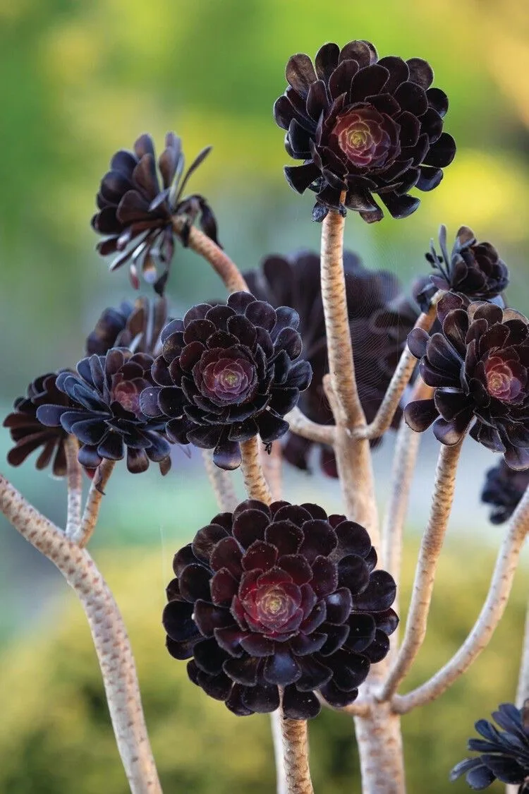 🌱 Эониум (Aeonium arboreum ‘Zwartkop’): чёрная роза

Эониум ‘Zwartkop’ — суккулент с почти чёрными 