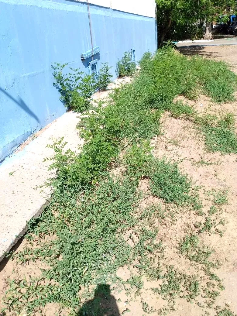 К новости «☀️ Большой летний покос!»