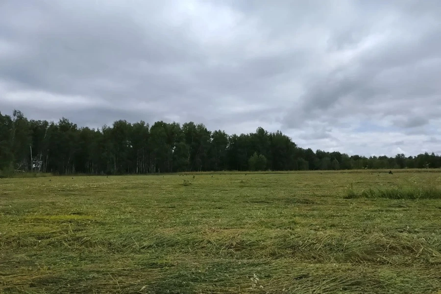 Летнее тепло вернется в Новосибирск на выходных