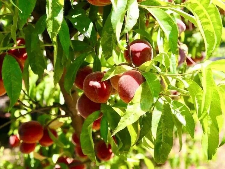 🍑 Геленджик устроит персиковый праздник — 1000 банок варенья будут раздавать на дегуст...