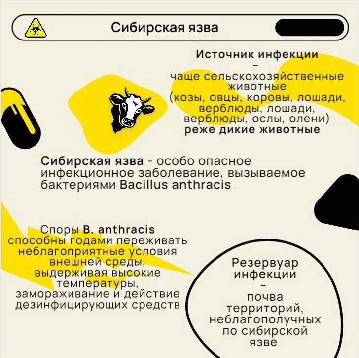 🔹Сибирская язва - особо опасное инфекционное заболевание. Оно поражает сельскохозяйств...