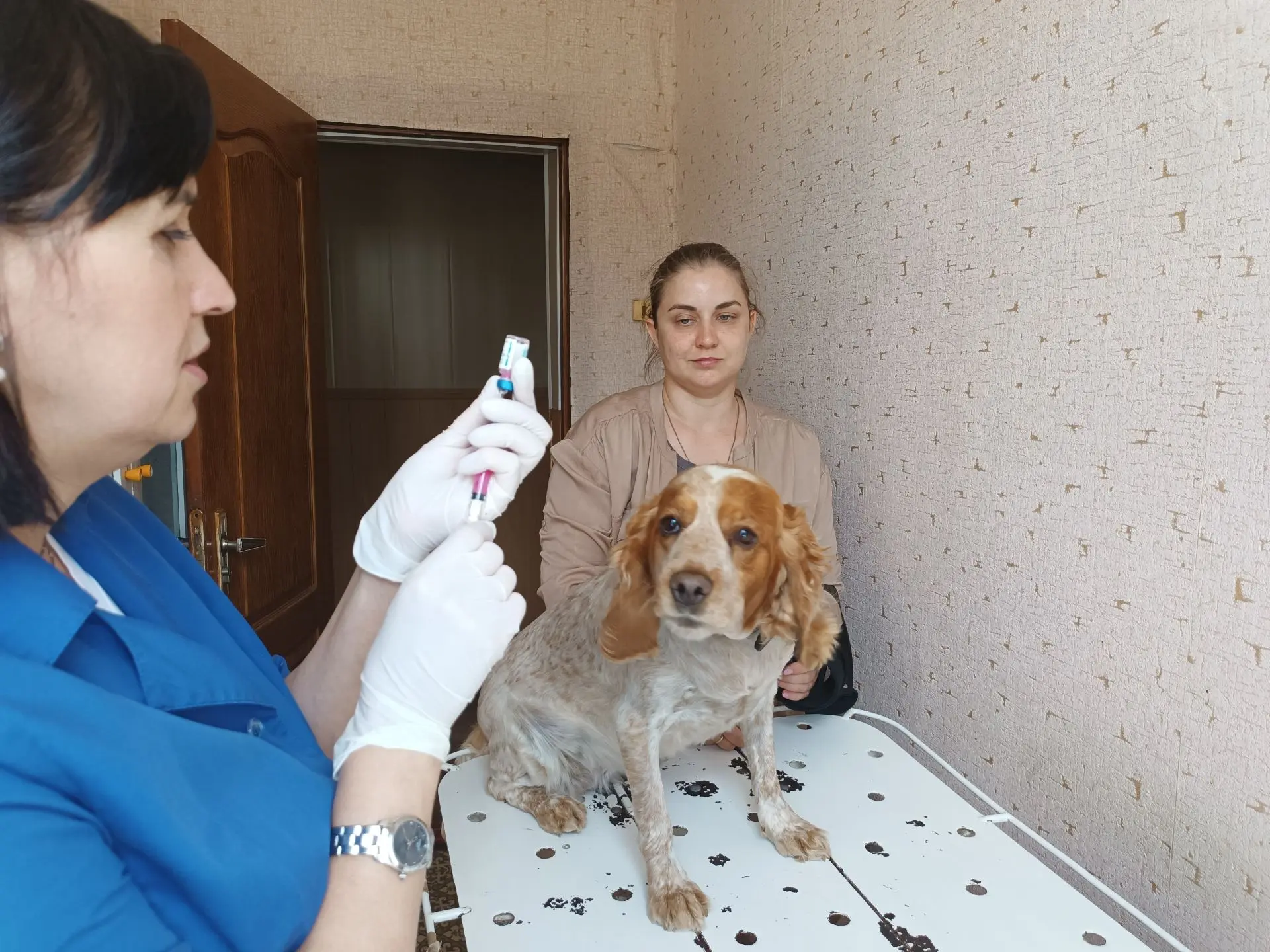 На прием в ветеринарную станцию ОГУ «Фёдоровская рай СББЖ» обратился владелец собаки по...