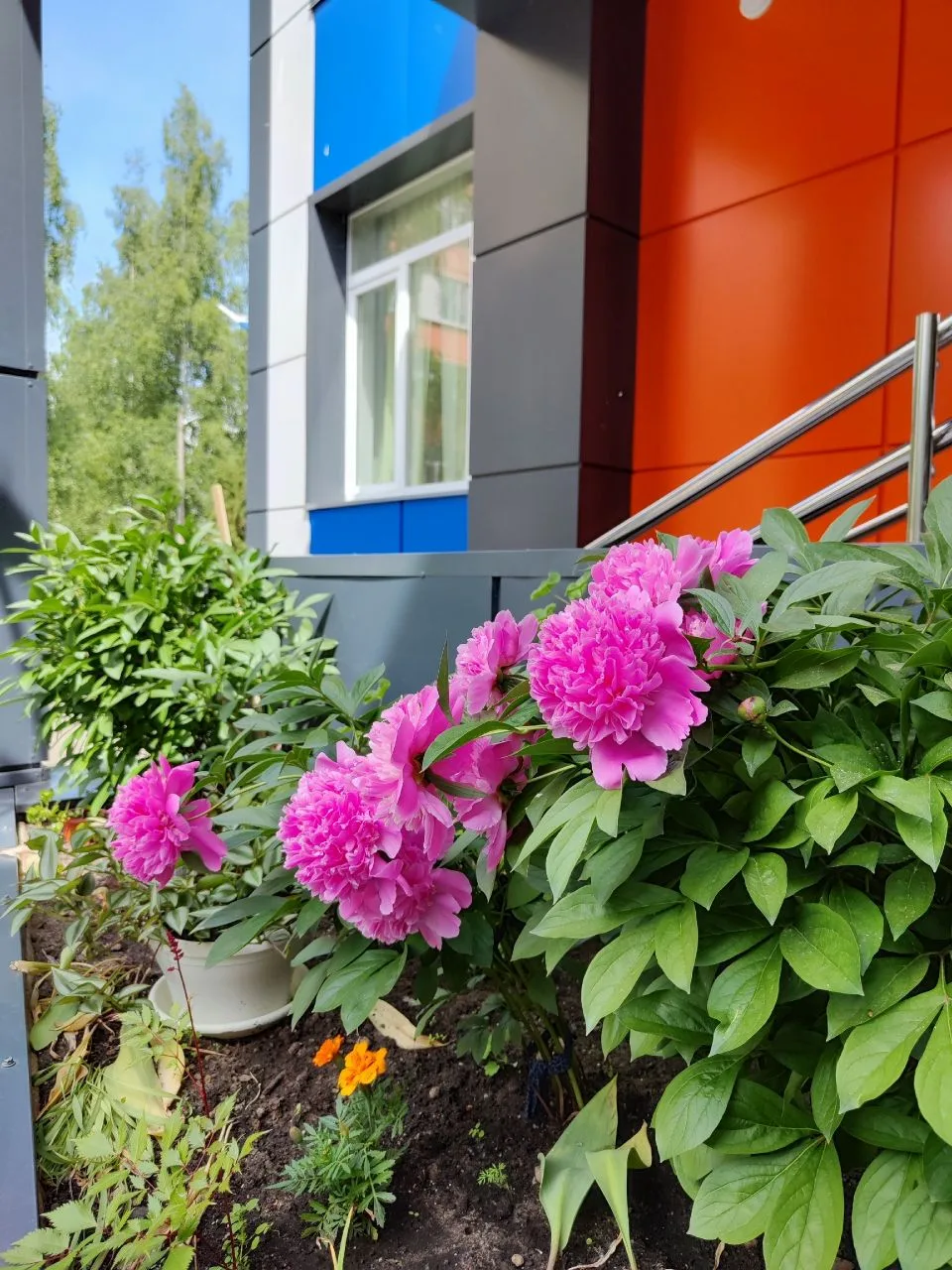 🌺А у нас во дворе