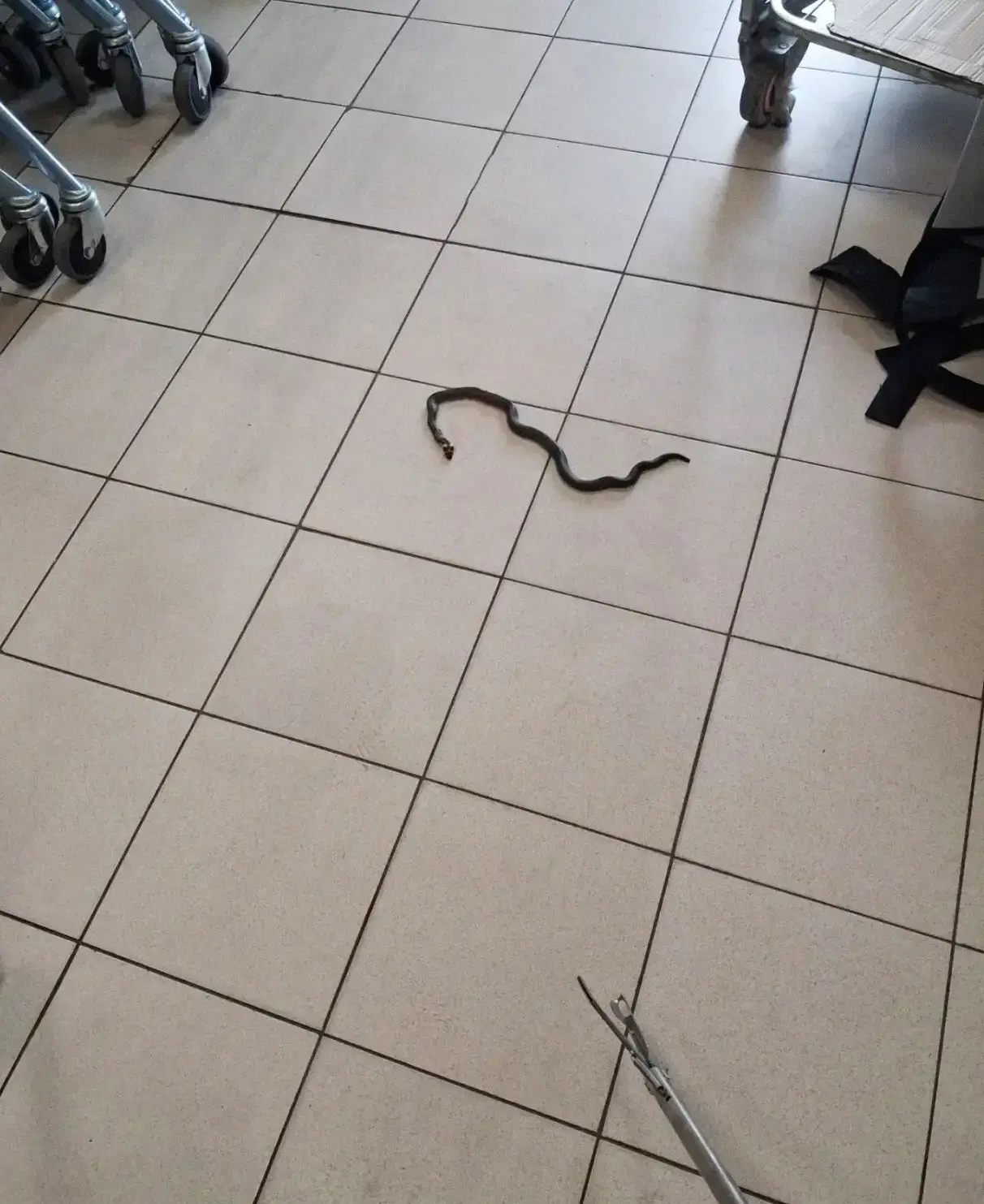 🐍Змея заползла в сельский супермаркет на Ставрополье

Пресмыкающееся устроило переполох в супермарк