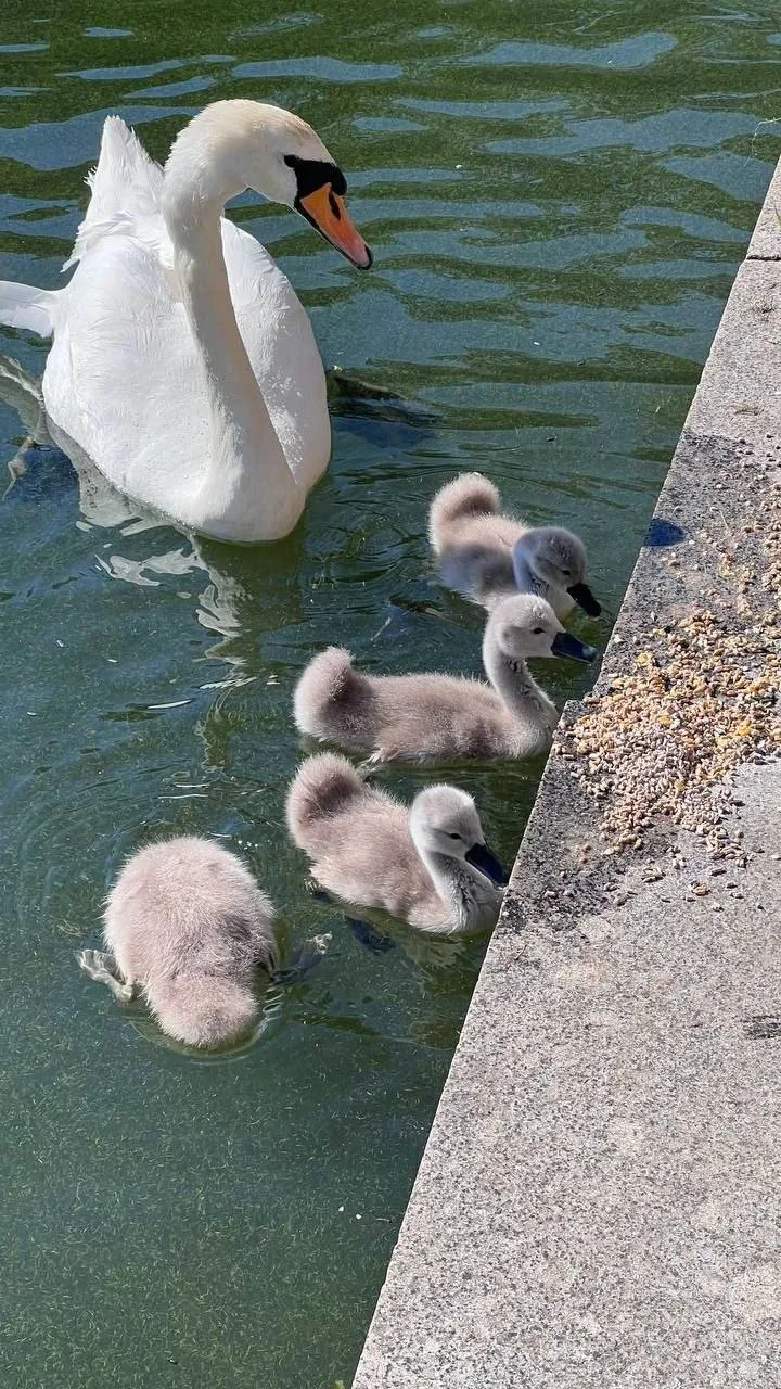 🦢 Лебедята на Патриарших прудах заметно подросли — ещё летом были совсем малышами, а т...