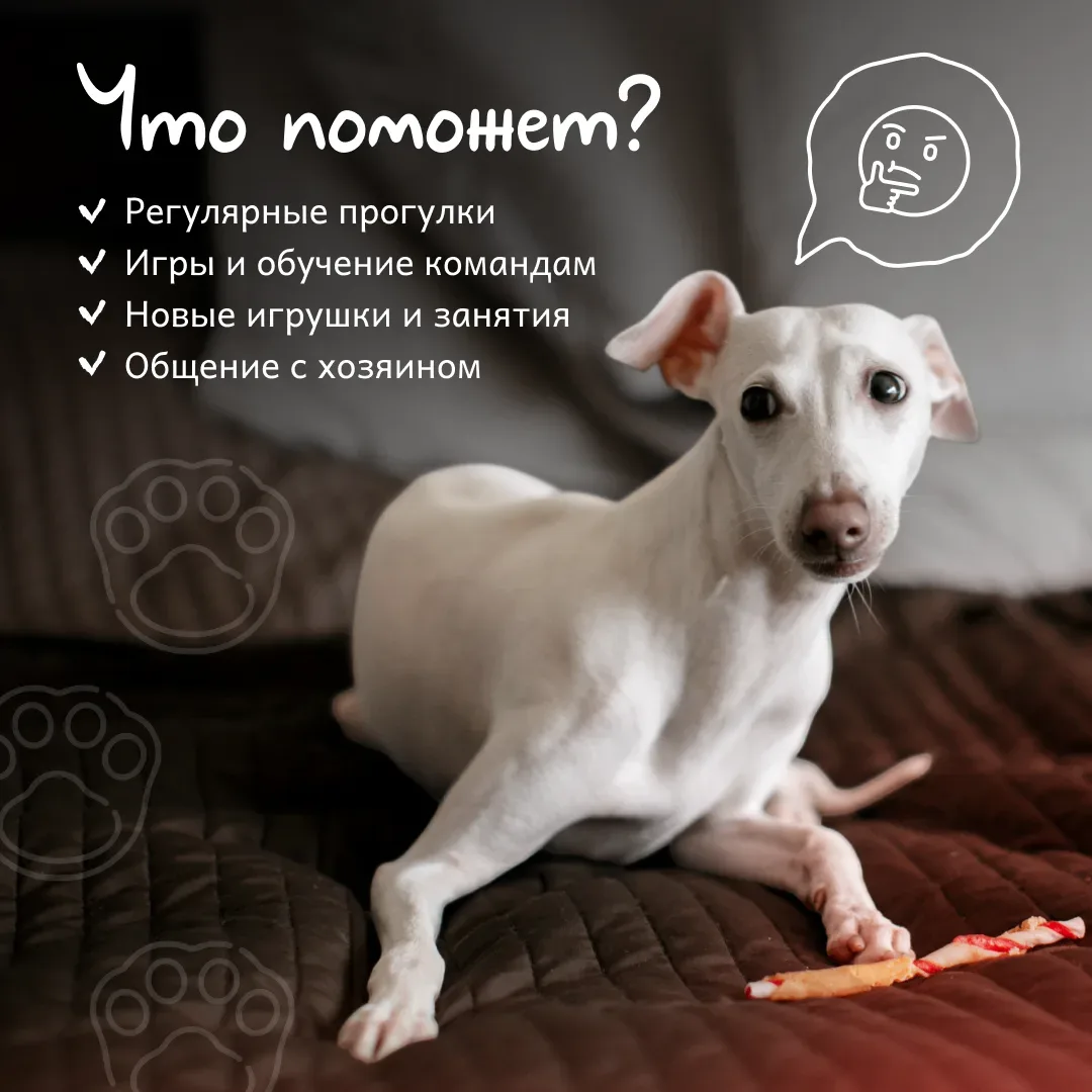 ❗🐶 Скука у питомца чаще всего начинается из-за недостатка активности и внимания и може...