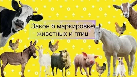 Напоминаем владельцам животных о необходимости соблюдения законодательства в области об...