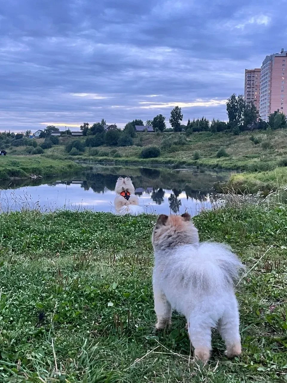 📸 «Никольское: лето в объективе»: выбираем победителей!
