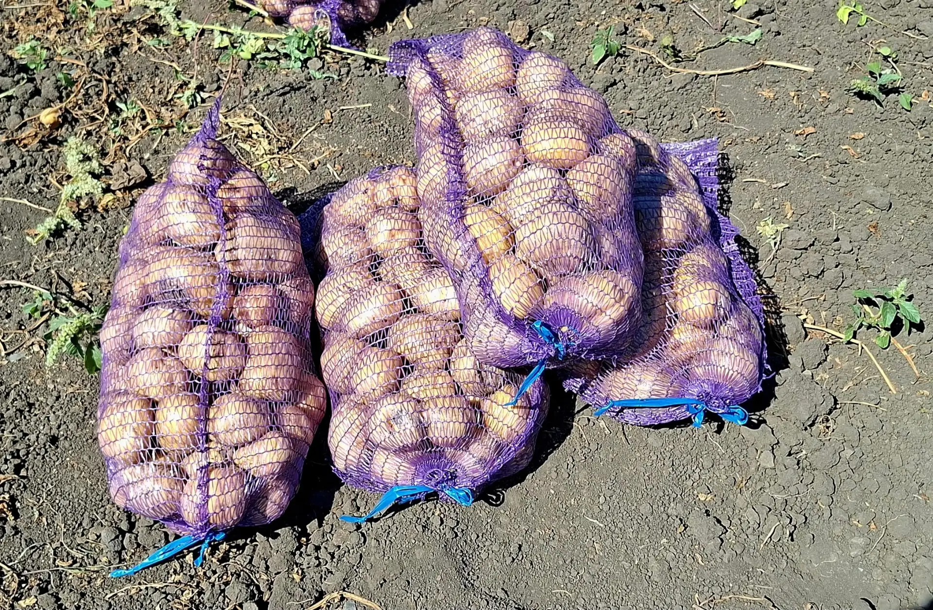 Продам картофель. 35 руб./кг