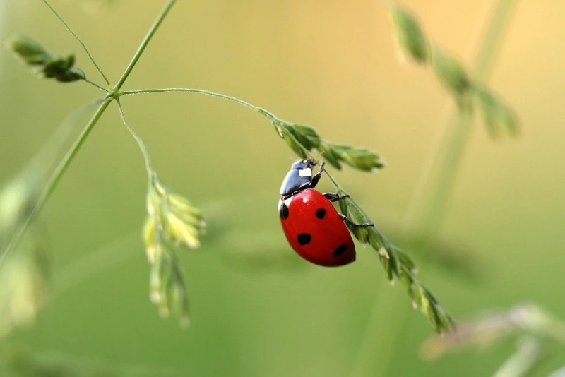 🐞 Почему божьих коровок лучше не брать в руки?