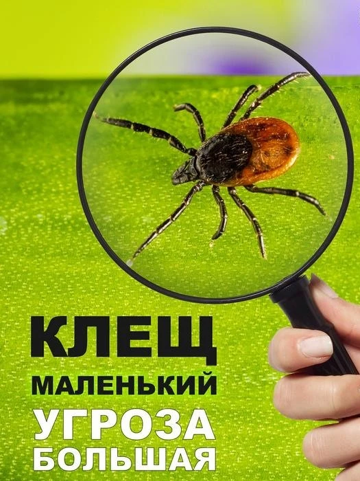 Клещи - переносчики таких инфекционных заболеваний как клещевой вирусный энцефалит, кле...