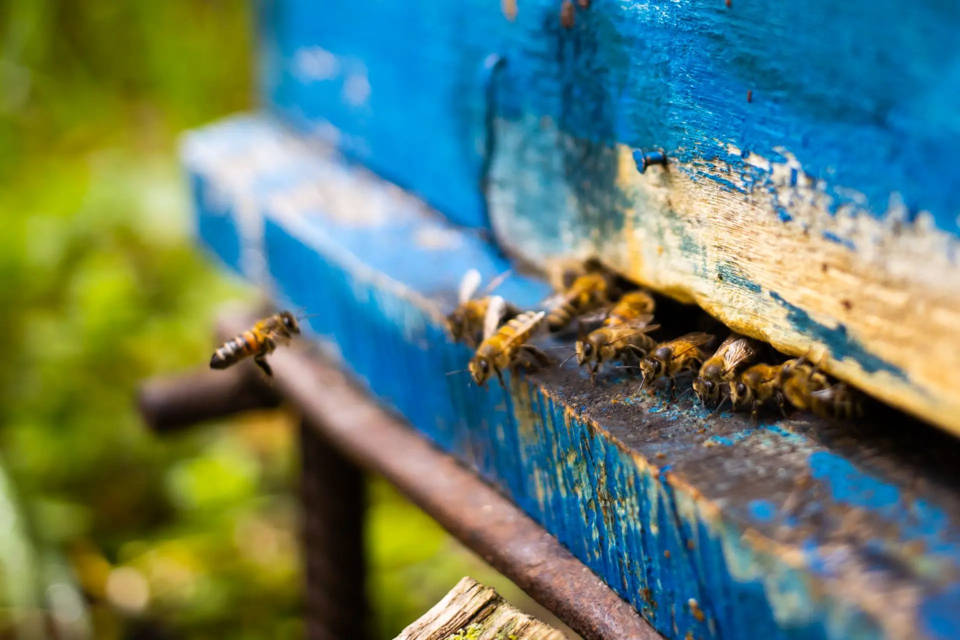 Есть в нашей работе дни, которые пахнут летом и мёдом 🐝 
Друзья, сегодня мы хотим поделиться с вами