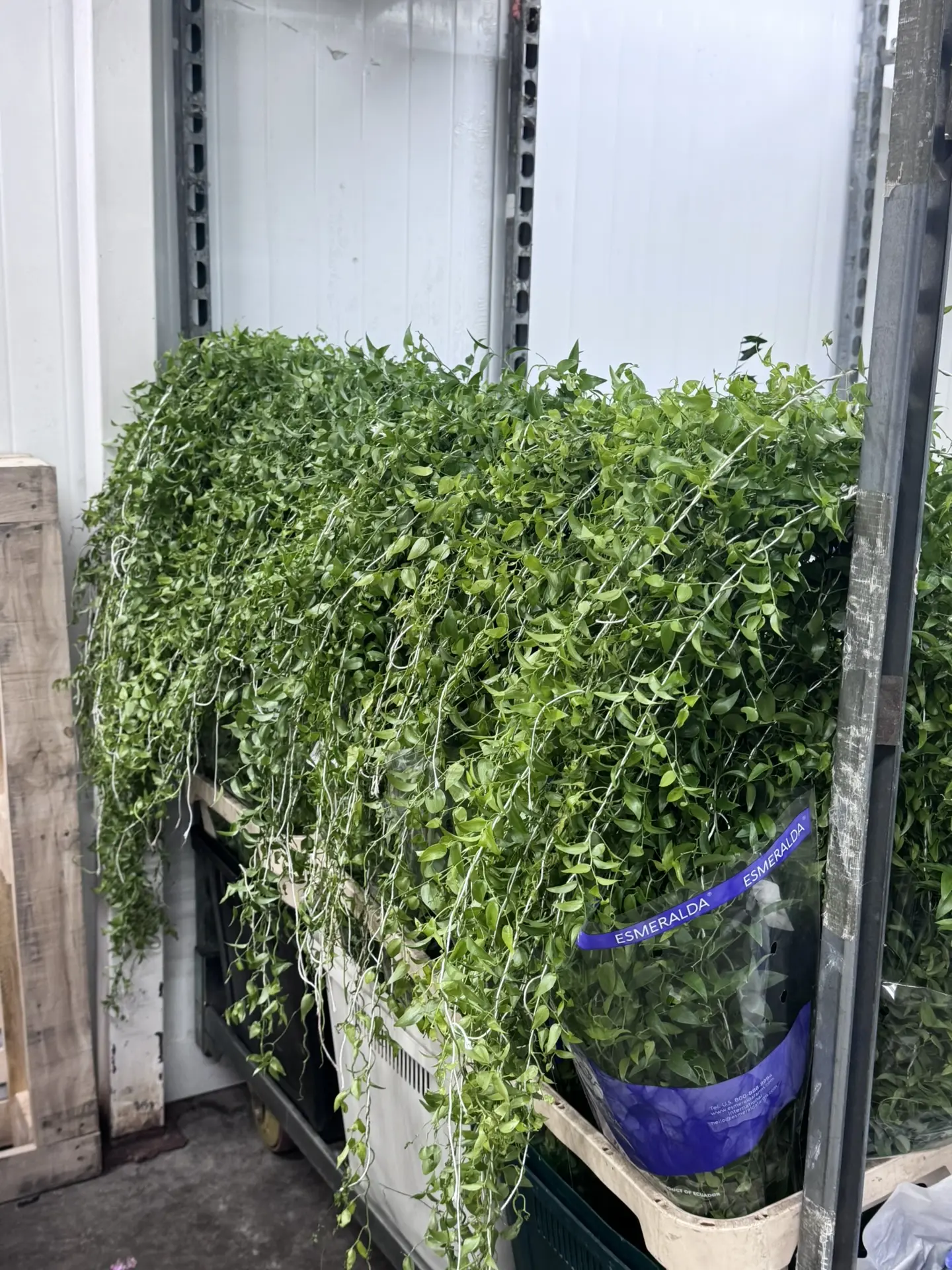 Рускус Lang 🌿🌿🌿