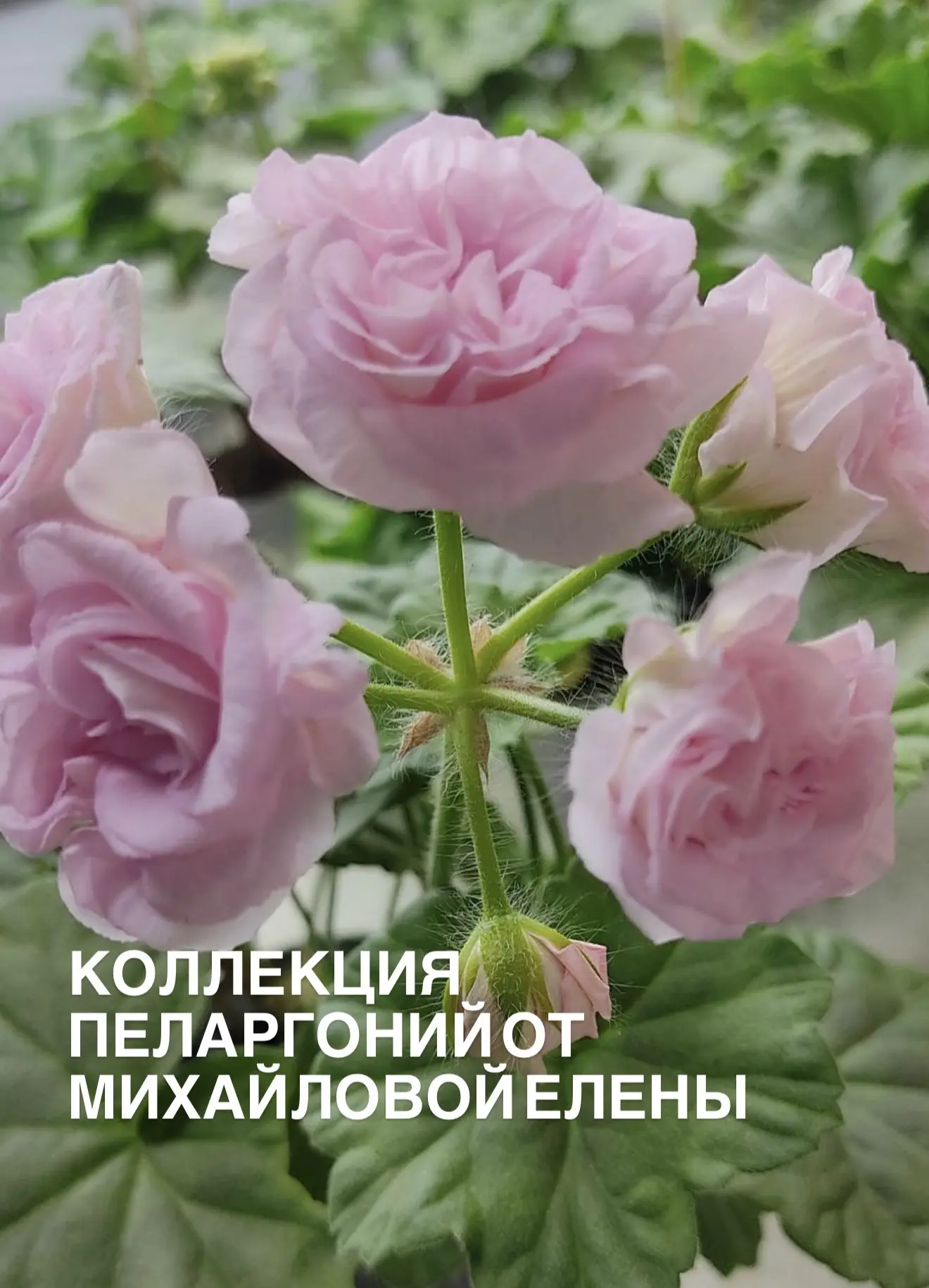 Самый главный ежегодный праздник в питомнике Летний сад! Фестиваль «Феерия цветов»!  Совсем скоро - 