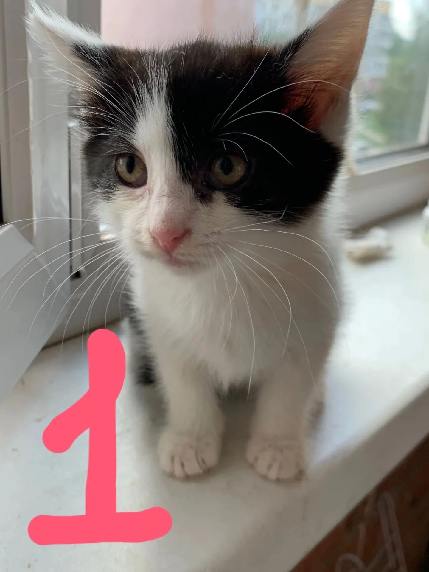 ❗❗❗КОМПАШКА КОТЯТ ИЩУТ ДОМ❗❗❗

1.Зефирка — маленькая, обработанная, здоровая девчонка. Красивая, пев