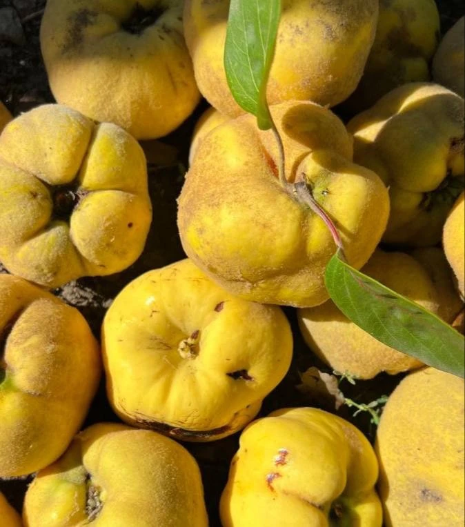 🍐Айва — защита слизистых и поддержка пищеварения

💚Польза для здоровья:
Обладает вяжущими свойства