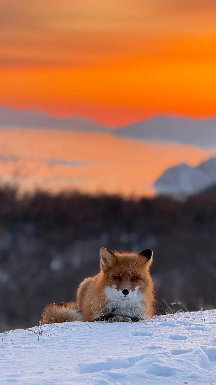 🌅Номинация "Удачная фотоохота"