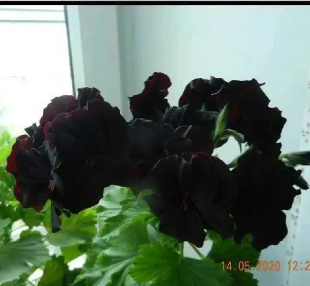 Продам герань 780р доставка озон,5пост,почта,сдек.Воронеж.89081401152.Писать в лс все р...
